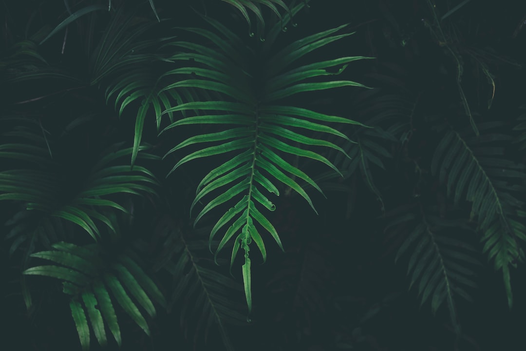 Photo Green leaves